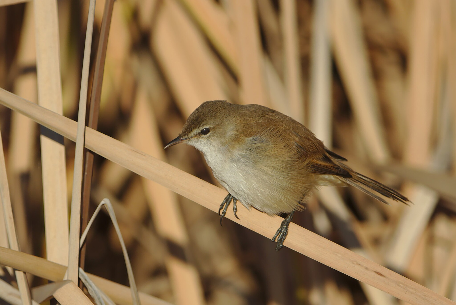 image Lesser Swamp Warbler